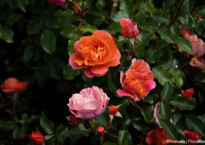 Coral Lions Rose van Kordes Roses